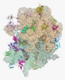 Ribosome Structure With Transparent Background, HD Png Download, Transparent PNG