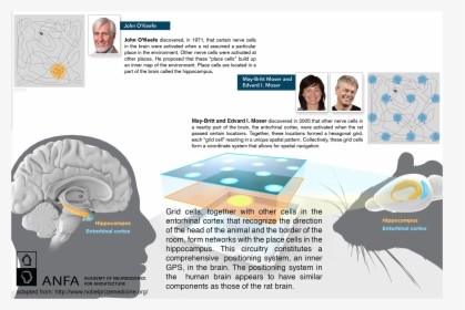 Nobel Prize Preview At Anfa 2014 Feature Slider Nobel - Positioning System Of Brain, HD Png Download, Transparent PNG