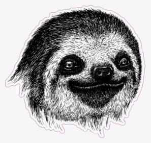 Sloth Face Png - Drawing Of A Sloth Face, Transparent Png, Transparent PNG