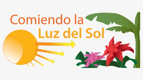 Comiendo La Luz Del Sol - Photosynthesis Sun On Plants, HD Png Download, Transparent PNG