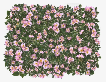 Pink, Flowers, Leaves, Spring, Garden, Summer, Feminine - Peruvian Lily, HD Png Download, Transparent PNG