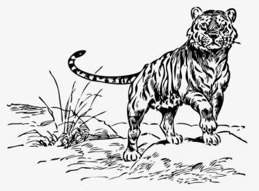 Tiger, Animal, Baby, Small, Mammal, Black And White - Tiger Coloring Pages, HD Png Download, Transparent PNG