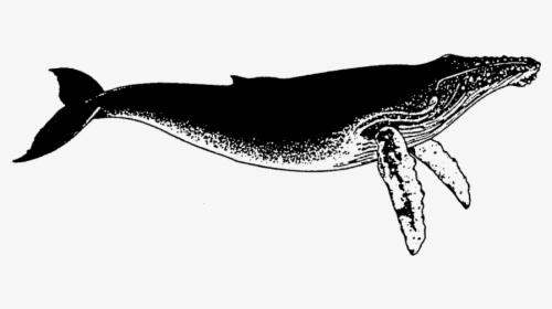 Humped Back Whale Rubber Stamp   Title Humped Back - Humpback Whale, HD Png Download, Transparent PNG