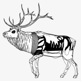 Reindeer - Clipart - Black - And - White - Reindeer Cartoon Black And White, HD Png Download, Transparent PNG