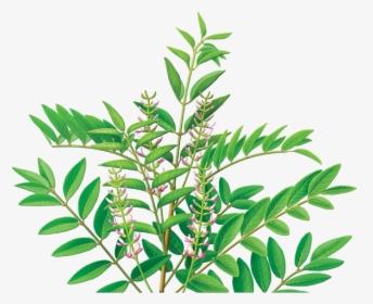 Licorice Root Tea, HD Png Download, Transparent PNG