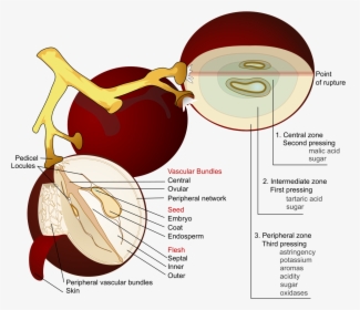 Wine Grape Diagram En - Anatomy Of A Grape, HD Png Download, Transparent PNG