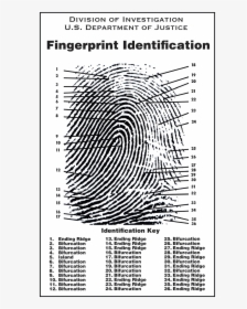 12 Characteristics Of A Fingerprint, HD Png Download, Transparent PNG