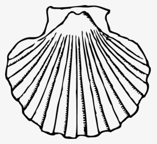 Collection Of Free Clam Drawing Conch Download On Ui - Shell Clipart Black And White, HD Png Download, Transparent PNG