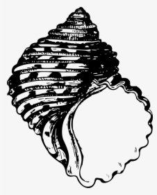 Shell Clipart Bivalve, HD Png Download, Transparent PNG