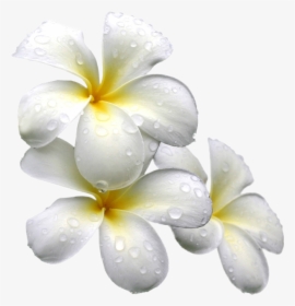 White Exotic Flower Png, Transparent Png, Transparent PNG