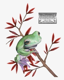 Kittys-frogs - Pine Barrens Treefrog, HD Png Download, Transparent PNG