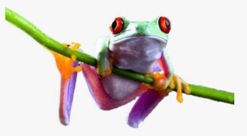 Free Png Download Frog On Branch Png Images Background - Tree Frog Transparent Background, Png Download, Transparent PNG