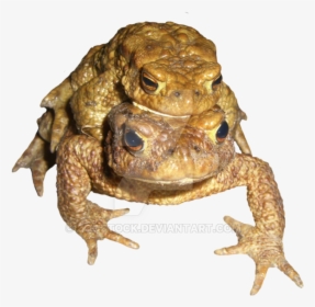 Two Toads On A Transparent Background - Eastern Spadefoot, HD Png Download, Transparent PNG