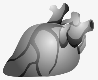 Heart, Organ, Anatomy, Human, Body, Cardiology - Jantung Kartun Hitam Putih, HD Png Download, Transparent PNG