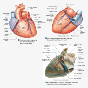 The Heart Is A Four-chambered Organ That Pumps Blood - Veins Of The Heart Cadaver, HD Png Download, Transparent PNG