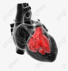 Human Heart Clipart Png - Heart, Transparent Png, Transparent PNG