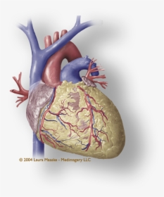 Heart Muscle Png - Coronary Human Heart Png, Transparent Png, Transparent PNG