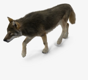 Dog Breed Coyote - American Bison Png, Transparent Png, Transparent PNG
