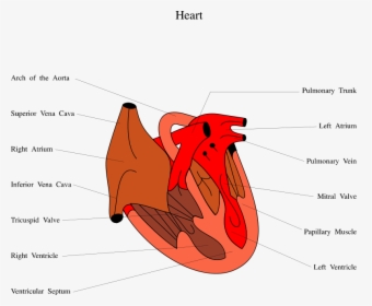 Transparent Human Heart Png - Diagram Of Snakes Heart, Png Download, Transparent PNG