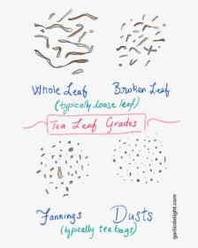 Tea Leaf Grading Comparison Chart Illustrated With - Handwriting, HD Png Download, Transparent PNG