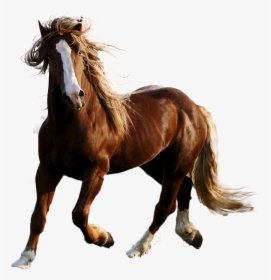 Horse Png Image - Horse In Nature, Transparent Png, Transparent PNG