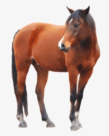 Horse Transparent Background, HD Png Download, Transparent PNG