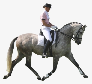 Dressage Horse Png - Dressage Horse White Background, Transparent Png, Transparent PNG