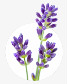English Lavender Flower Stock Photography Lavender - Lavender, HD Png Download, Transparent PNG