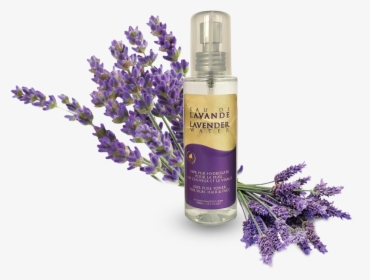 Transparent Lavender Flower Png - English Lavender, Png Download, Transparent PNG