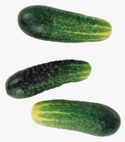 Pepino - Pickled Cucumber, HD Png Download, Transparent PNG