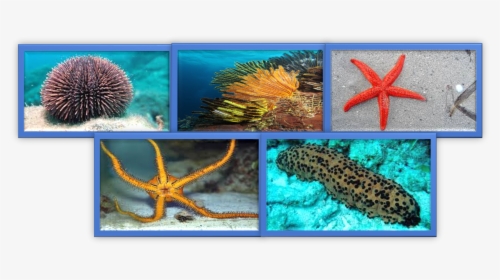 Imagen1 - Marine Biology, HD Png Download, Transparent PNG