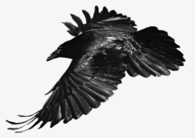 #sticker #raven #bird #flying #black - Eagle Feather Black And White Png, Transparent Png, Transparent PNG