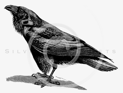 Transparent Raven Flying Png - Raven Bird Black And White, Png Download, Transparent PNG