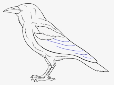How To Draw Raven - Drawing, HD Png Download, Transparent PNG