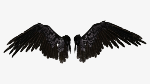 Crow Wings Png - Black Angel Wings Png, Transparent Png, Transparent PNG