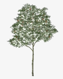 3d Trees - Rowan Tree - Acca Software - Rowan Tree Transparent, HD Png Download, Transparent PNG
