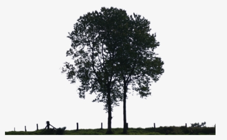 Thumb Image - Black And White Tree For Photoshop, HD Png Download, Transparent PNG