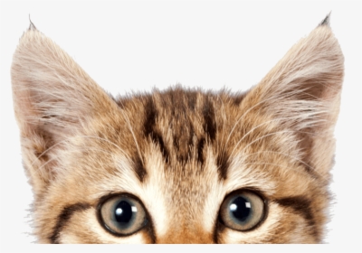 Cat Png, Download Png Image With Transparent Background, - International Cat Day 2019, Png Download, Transparent PNG
