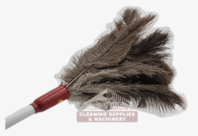 Feather Duster, HD Png Download, Transparent PNG