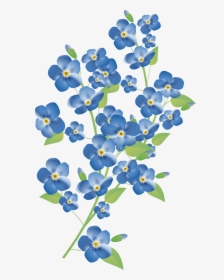 Forget Me Not Png Pic - Forget Me Not Flower, Transparent Png, Transparent PNG