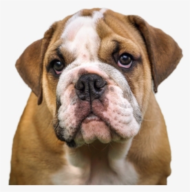 French Bulldog Valley Bulldog Olde English Bulldogge - Jowls Dog, HD Png Download, Transparent PNG