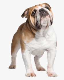 British Bulldog With Union Jack, HD Png Download, Transparent PNG