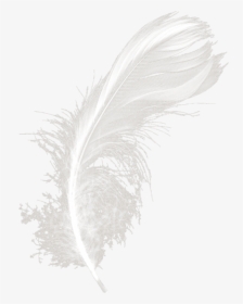 Transparent Feather Duster Png - Night, Png Download, Transparent PNG