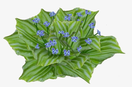 Chatham Island Forget Me Not - Cut Flowers, HD Png Download, Transparent PNG