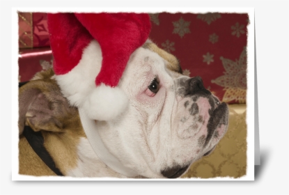 English Bulldog Not Merry Greeting Card - French Bulldog, HD Png Download, Transparent PNG