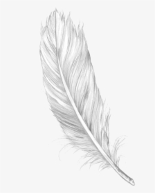 Transparent Feather Pen Png - Feather Tattoos, Png Download, Transparent PNG