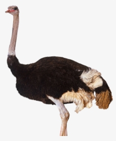 Ostrich Png, Transparent Png, Transparent PNG