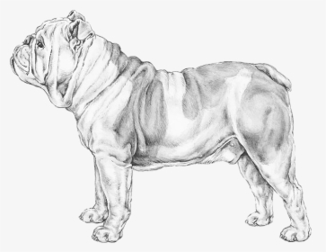 Transparent English Bulldog Png - Peso De Un Bulldog Ingles, Png Download, Transparent PNG