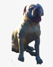 American Bulldog Stud - Male American Bulldog Johnson, HD Png Download, Transparent PNG
