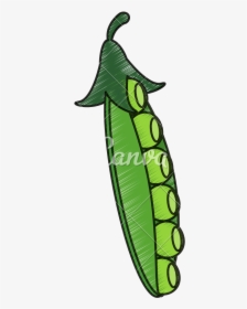 Drawing Of Peapod - Snap Pea, HD Png Download, Transparent PNG